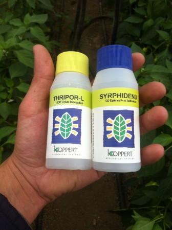 Ωφέλιμα έντομα για βιολογική φυτοπροστασία