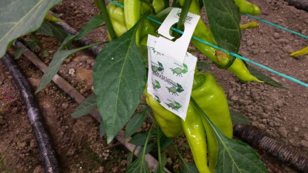 Ωφέλιμα έντομα για βιολογική φυτοπροστασία