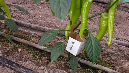 Ωφέλιμα έντομα για βιολογική φυτοπροστασία