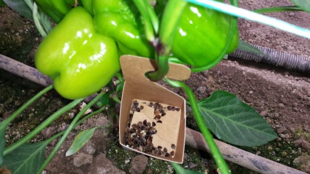 Ωφέλιμα έντομα για βιολογική φυτοπροστασία