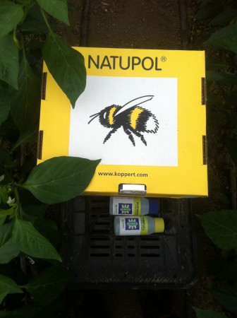 Φυσική γονιμοποίηση με βομβίνους χωρίς χρήση ορμονών